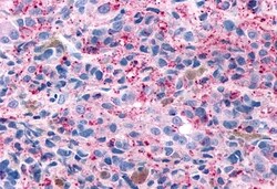 Invitrogen GPR4 Polyclonal Antibody 50 &mu;g; Unconjugated:Antibodies,