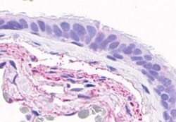 Invitrogen GPR4 Polyclonal Antibody 50 &mu;g; Unconjugated:Antibodies,