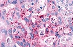 Invitrogen GPR4 Polyclonal Antibody 50 &mu;g; Unconjugated:Antibodies,