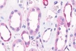 Invitrogen GPR4 Polyclonal Antibody 50 &mu;g; Unconjugated:Antibodies,