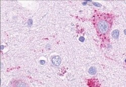 Invitrogen GPR4 Polyclonal Antibody 50 &mu;g; Unconjugated:Antibodies,