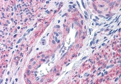 Invitrogen GPR40 Polyclonal Antibody 50 &mu;g; Unconjugated:Antibodies,