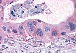 Invitrogen GPR40 Polyclonal Antibody 50 &mu;g; Unconjugated:Antibodies,