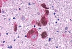 Invitrogen GPR40 Polyclonal Antibody 50 &mu;g; Unconjugated:Antibodies,