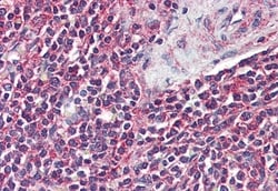 Invitrogen GPR43 Polyclonal Antibody 50 &mu;g | Buy Online | Invitrogen&trade; | Fisher Scientific