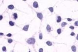 Invitrogen CRTH2 Polyclonal Antibody 50 &mu;g; Unconjugated:Antibodies,