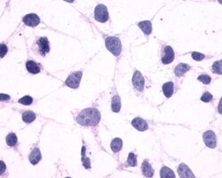 Invitrogen CRTH2 Polyclonal Antibody 50 &mu;g; Unconjugated:Antibodies,