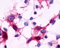 Invitrogen CRTH2 Polyclonal Antibody 50 &mu;g; Unconjugated:Antibodies,