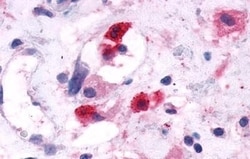 Invitrogen CRTH2 Polyclonal Antibody 50 &mu;g; Unconjugated:Antibodies,