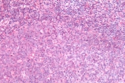 Invitrogen CRTH2 Polyclonal Antibody 50 &mu;g; Unconjugated:Antibodies,