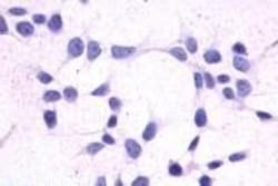 Invitrogen CRTH2 Polyclonal Antibody 50 &mu;g; Unconjugated:Antibodies,