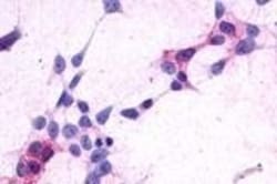 Invitrogen CRTH2 Polyclonal Antibody 50 &mu;g; Unconjugated:Antibodies,