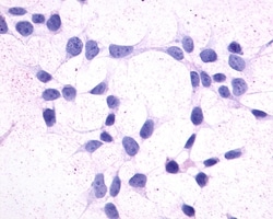 Invitrogen CRTH2 Polyclonal Antibody 50 &mu;g; Unconjugated:Antibodies,