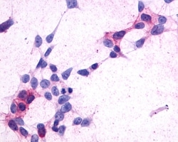 Invitrogen CRTH2 Polyclonal Antibody 50 &mu;g; Unconjugated:Antibodies,