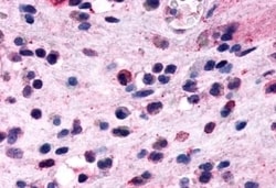 Invitrogen CRTH2 Polyclonal Antibody 50 &mu;g; Unconjugated:Antibodies,