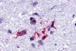 Invitrogen CRTH2 Polyclonal Antibody 50 &mu;g; Unconjugated:Antibodies,