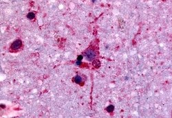 Invitrogen GPR45 Polyclonal Antibody 50 &mu;g; Unconjugated:Antibodies,