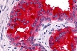 Invitrogen GPR45 Polyclonal Antibody 50 &mu;g; Unconjugated:Antibodies,