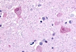 Invitrogen GPR45 Polyclonal Antibody 50 &mu;g; Unconjugated:Antibodies,