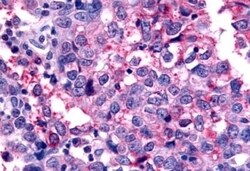 Invitrogen GPR45 Polyclonal Antibody 50 &mu;g; Unconjugated:Antibodies,