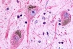 Invitrogen GPR45 Polyclonal Antibody 50 &mu;g; Unconjugated:Antibodies,