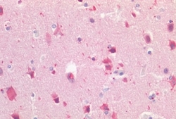 Invitrogen LGR5 Polyclonal Antibody 50 &mu;g; Unconjugated:Antibodies,