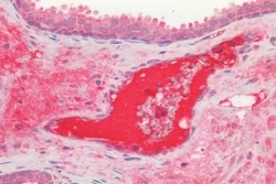 Invitrogen LGR5 Polyclonal Antibody 50 &mu;g; Unconjugated:Antibodies,