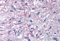 Invitrogen GPR50 Polyclonal Antibody 50 μg; Unconjugated:Antibodies,