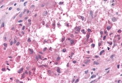 Invitrogen GPR50 Polyclonal Antibody 50 &mu;g; Unconjugated:Antibodies,