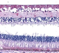 Invitrogen GPR50 Polyclonal Antibody 50 &mu;g; Unconjugated:Antibodies,