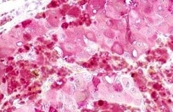 Invitrogen GPR52 Polyclonal Antibody 50 &mu;g; Unconjugated:Antibodies,
