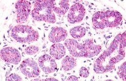 Invitrogen GPR52 Polyclonal Antibody 50 &mu;g; Unconjugated:Antibodies,