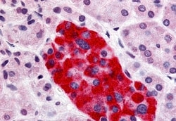 Invitrogen GPR55 Polyclonal Antibody 50 μg; Unconjugated:Antibodies,
