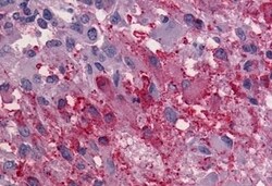 Invitrogen GPR56 Polyclonal Antibody 50 μg; Unconjugated:Antibodies,