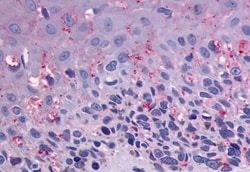 Invitrogen GPR56 Polyclonal Antibody 50 μg; Unconjugated:Antibodies,