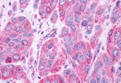 Invitrogen GPR61 Polyclonal Antibody 50 μg; Unconjugated:Antibodies,