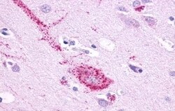 Invitrogen GPR61 Polyclonal Antibody 50 μg; Unconjugated:Antibodies,