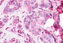 Invitrogen GPR61 Polyclonal Antibody 50 μg; Unconjugated:Antibodies,