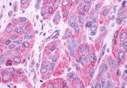 Invitrogen GPR61 Polyclonal Antibody 50 μg; Unconjugated:Antibodies,