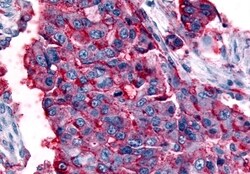 Invitrogen GPR63 Polyclonal Antibody 50 μg; Unconjugated:Antibodies,