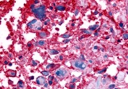 Invitrogen GPR63 Polyclonal Antibody 50 μg; Unconjugated:Antibodies,