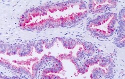 Invitrogen GPR63 Polyclonal Antibody 50 μg; Unconjugated:Antibodies,