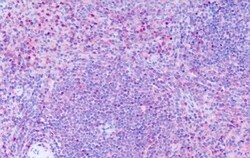 Invitrogen GPR63 Polyclonal Antibody 50 &mu;g | Buy Online | Invitrogen&trade; | Fisher Scientific