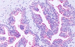 Invitrogen GPR63 Polyclonal Antibody 50 &mu;g; Unconjugated:Antibodies,