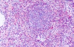 Invitrogen GPR63 Polyclonal Antibody 50 &mu;g; Unconjugated:Antibodies,