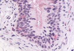 GPR64 Polyclonal Antibody:Antibodies, Polyclonal