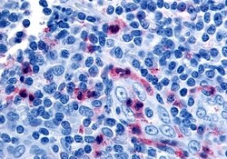 Invitrogen GPR65 Polyclonal Antibody 50 &mu;g; Unconjugated:Antibodies,