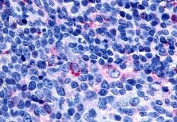 Invitrogen GPR65 Polyclonal Antibody 50 &mu;g; Unconjugated:Antibodies,