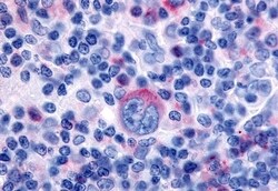 Invitrogen GPR65 Polyclonal Antibody 50 &mu;g; Unconjugated:Antibodies,