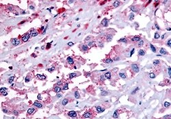 Invitrogen GPR65 Polyclonal Antibody 50 &mu;g; Unconjugated:Antibodies,